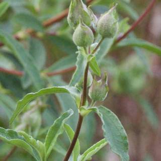 Budding Elegance