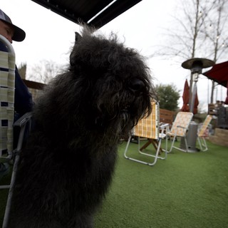 Fluffy Black Dog Under Outdoor Canopy