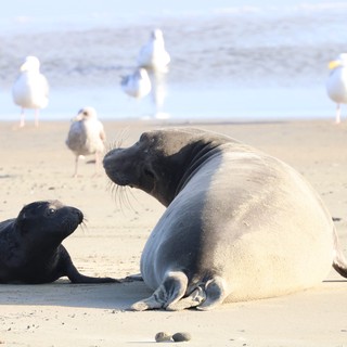 Elephant Seal Mother and Pup Bonding on Beach