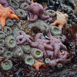 Vibrant Tide Pool Community at Schoolhouse Beach