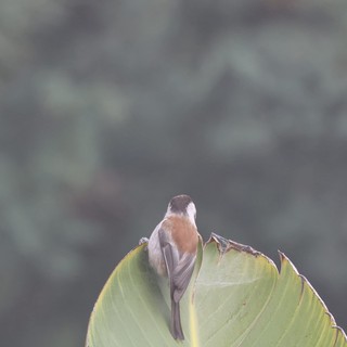 Small Bird Perched on Torn Agave Leaf