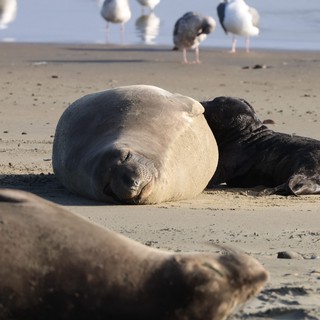 Elephant Seal Mother and Pup Resting at Drakes Beach