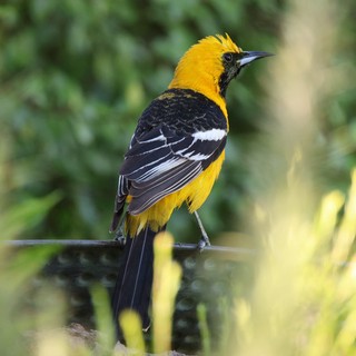 Hooded Oriole Perched on Wire with Striking Plumage