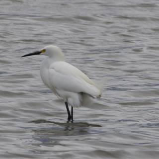 Graceful Sentinel of the Bay