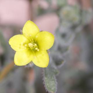 Vibrant Yellow Geranium in Close-up