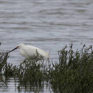 Tranquil Egret by the Water's Edge