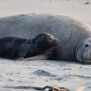 Mother Elephant Seal with Young Pup on Beach