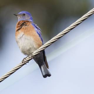 Perched Beauty