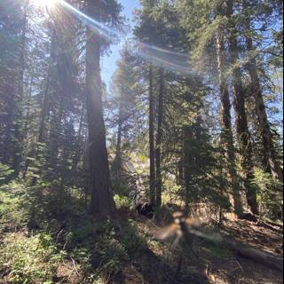 Sunlit Sequoia Grove