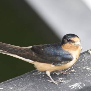 A Moment with a Swallow