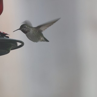 Anna's Hummingbird Hovering at Backyard Feeder