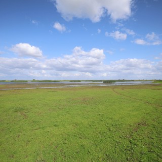 Wetland Grasslands Under Expansive Blue Sky