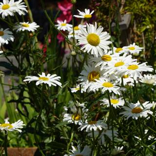 A Garden Abloom with Daisies