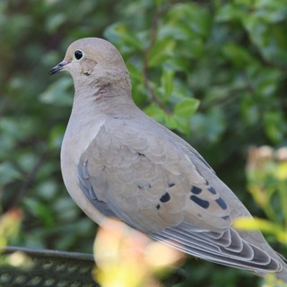 Mourning Dove Perched on Wire in Garden