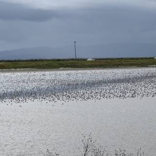 Serene Flock Over San Pablo Bay