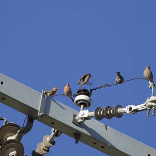Avian Assembly on High
