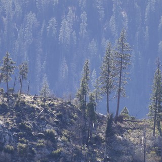 Smoky Forest Landscape with Scattered Pines on Hillside