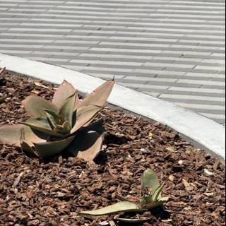 Desert Beauty in Oxnard