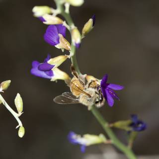 Bee on a Purple Flower