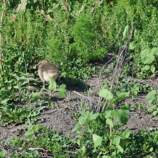 Duckling Foraging in Lush Wetland Garden Vegetation
