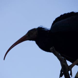 Magnificent Avian Silhouette at SF Zoo