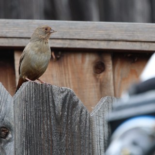 Small Brown Bird Perched on Weathered Wooden Fence