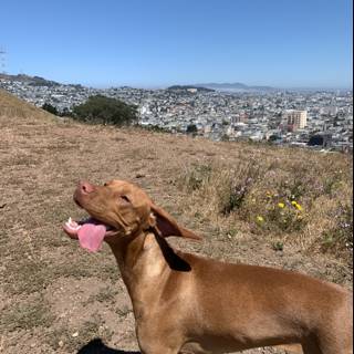 Canine View of San Francisco