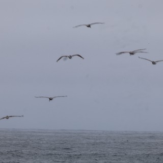 Pelicans Soaring Over Misty Ocean Waters