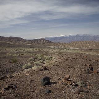 Lone Black Bear Standing in a Desolate Landscape