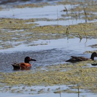 Cinnamon Teal and Female Duck in Wetland Habitat