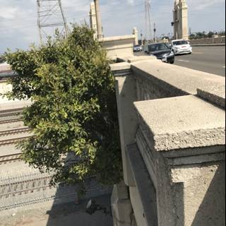 Bridge Tree