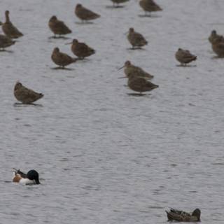 A Tranquil Gathering at San Pablo Bay