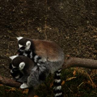 Captivating Lemurs at Oakland Zoo