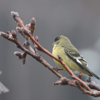 Lesser Goldfinch Perched on Winter Branch