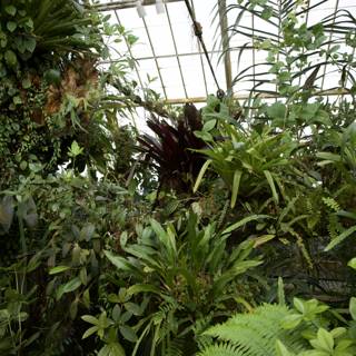 A Verdant Oasis: Greenhouse Gathering at the Golden Gate Park