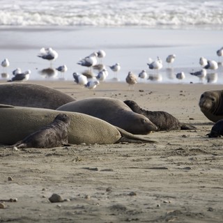 Elephant Seals Resting on Drakes Beach with Seagulls