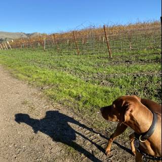 Vizsla Puppy Takes a Stroll in the Vineyards