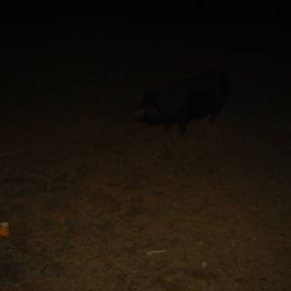 Lone Pig in the Night
