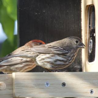 Feathered Companions at the Feeder