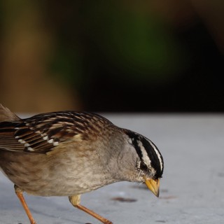 White-Crowned Sparrow Foraging on White Surface
