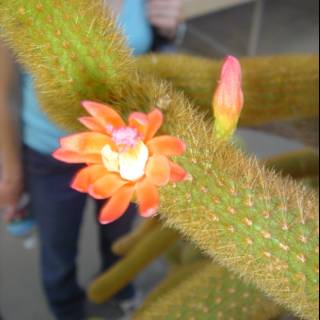 Cactus Blossom