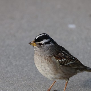 White-Crowned Sparrow Portrait on Gray Pavement