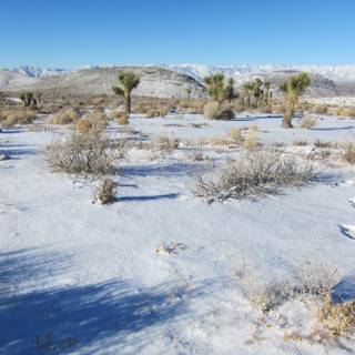 Winter Wonderland in the Desert