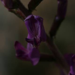 Purple Orchid Up Close