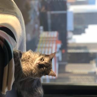 Urban Feline Observer
