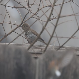 Hermit Thrush Perched Among Winter Branches