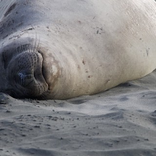 Resting Elephant Seal Pup on Sandy Beach
