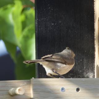 Curious Encounter at the Feeder