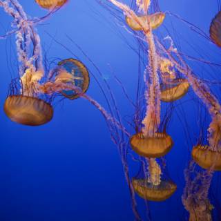 Mystical Dance of the Jellyfish
