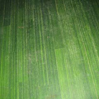 Green Leaf Texture on Wooden Floor